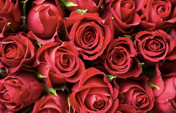 Roses for Valentine's Day